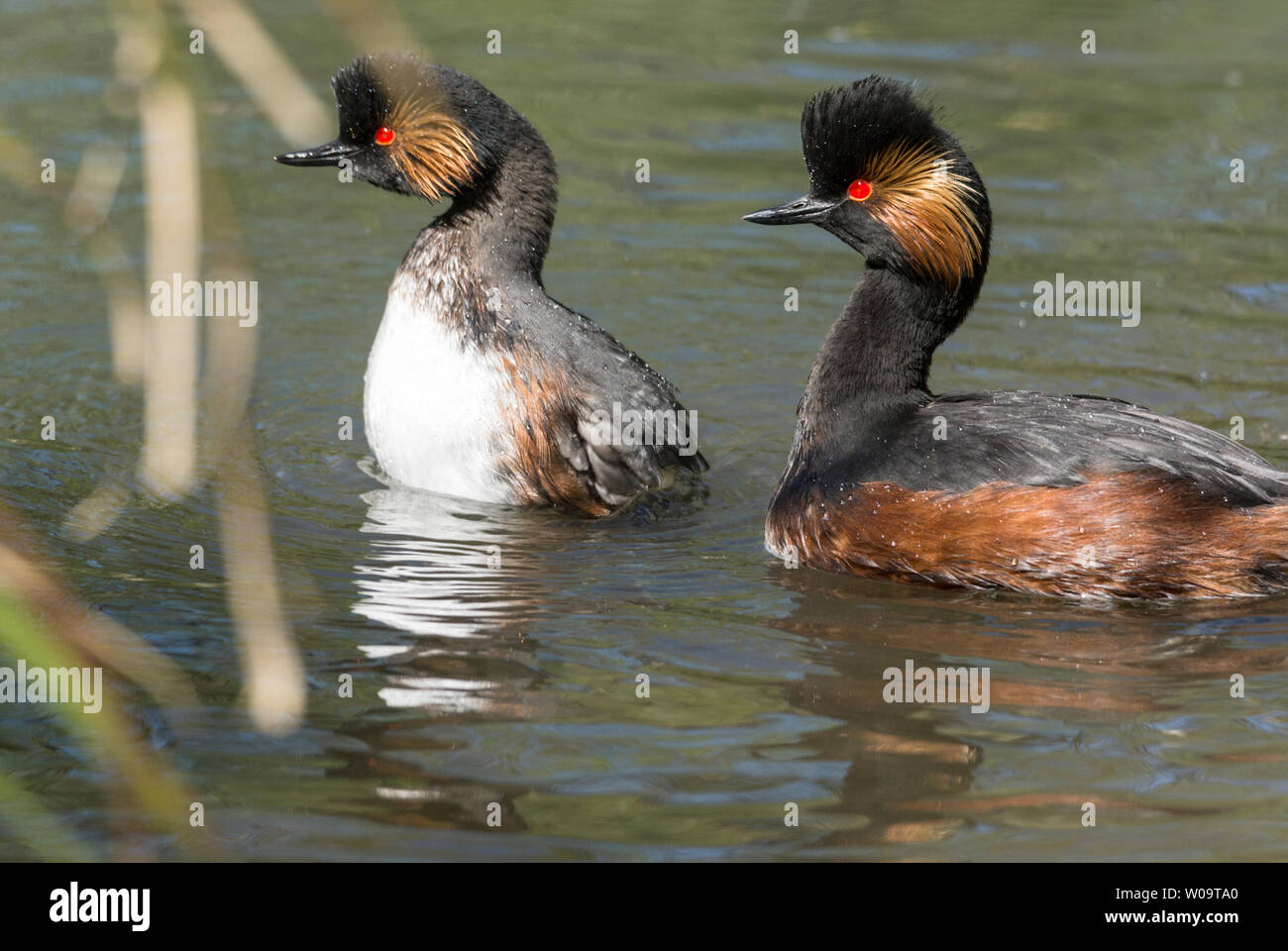 Nero-Svasso collo (Podiceps nigricollis).Coppia di adulti, in allevamento piumaggio, nel corteggiamento. Foto Stock