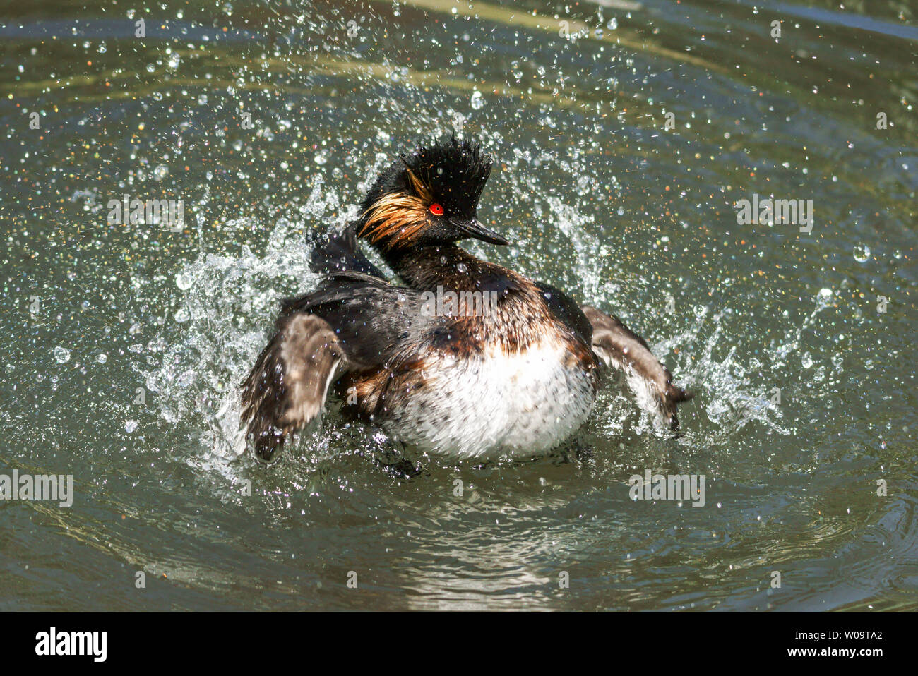 Nero-Svasso collo (Podiceps nigricollis).adulto in allevamento piumaggio visualizzazione al suo compagno. Foto Stock