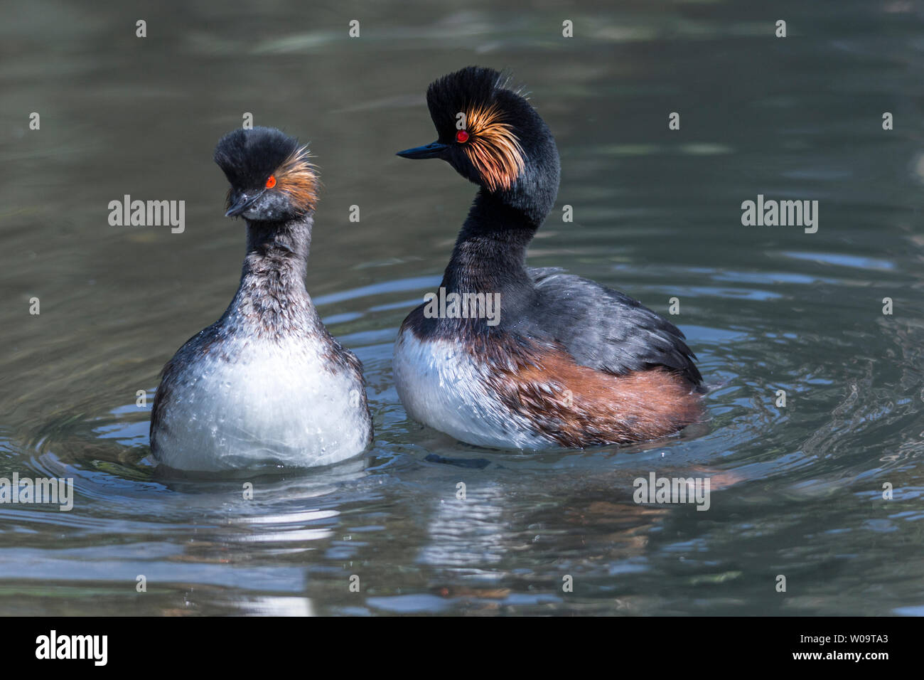 Nero-Svasso collo (Podiceps nigricollis).Coppia di adulti, in allevamento piumaggio, nel corteggiamento. Foto Stock