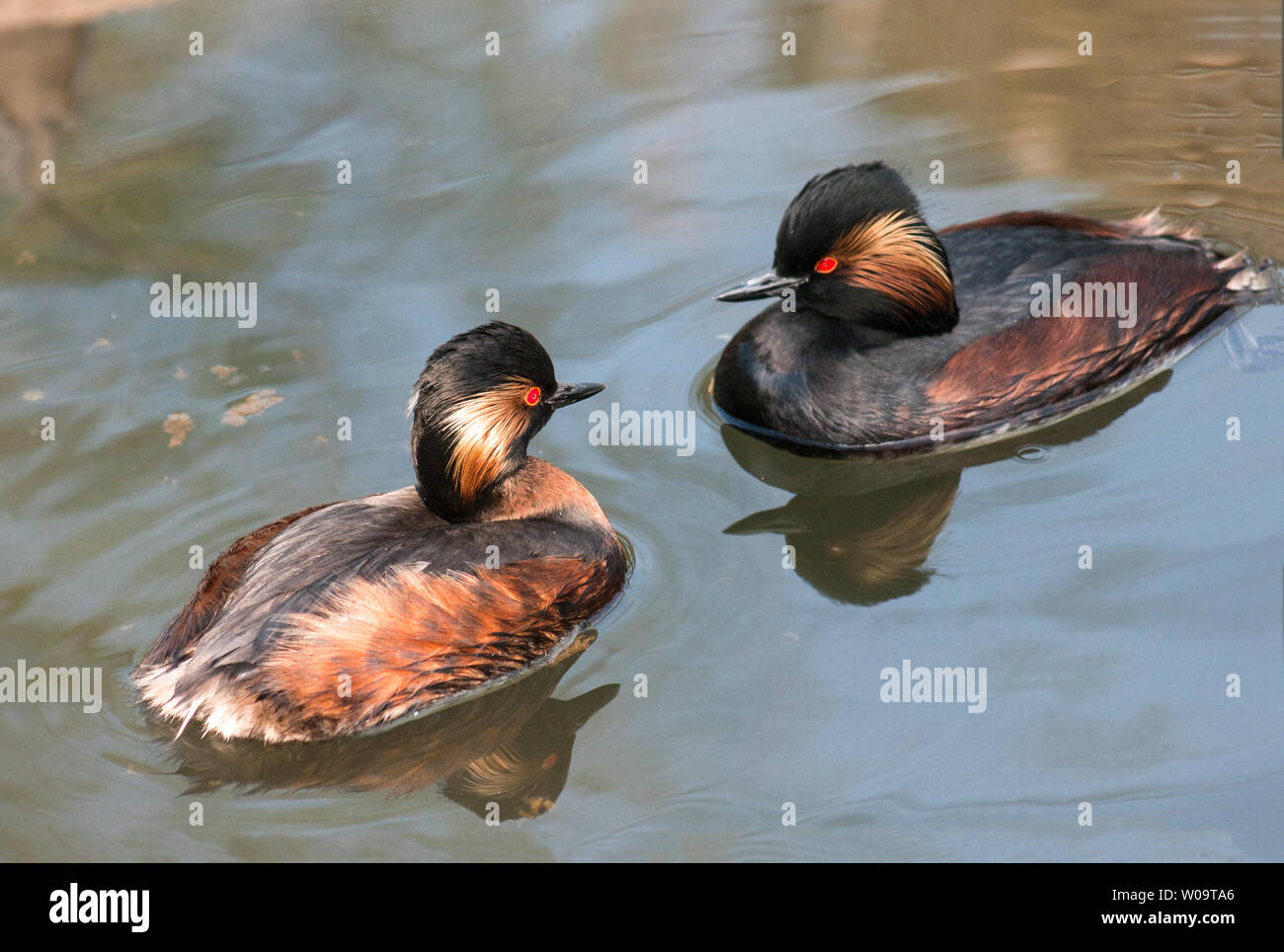 Nero-Svasso collo (Podiceps nigricollis).Coppia di adulti, in allevamento piumaggio, nel corteggiamento. Foto Stock