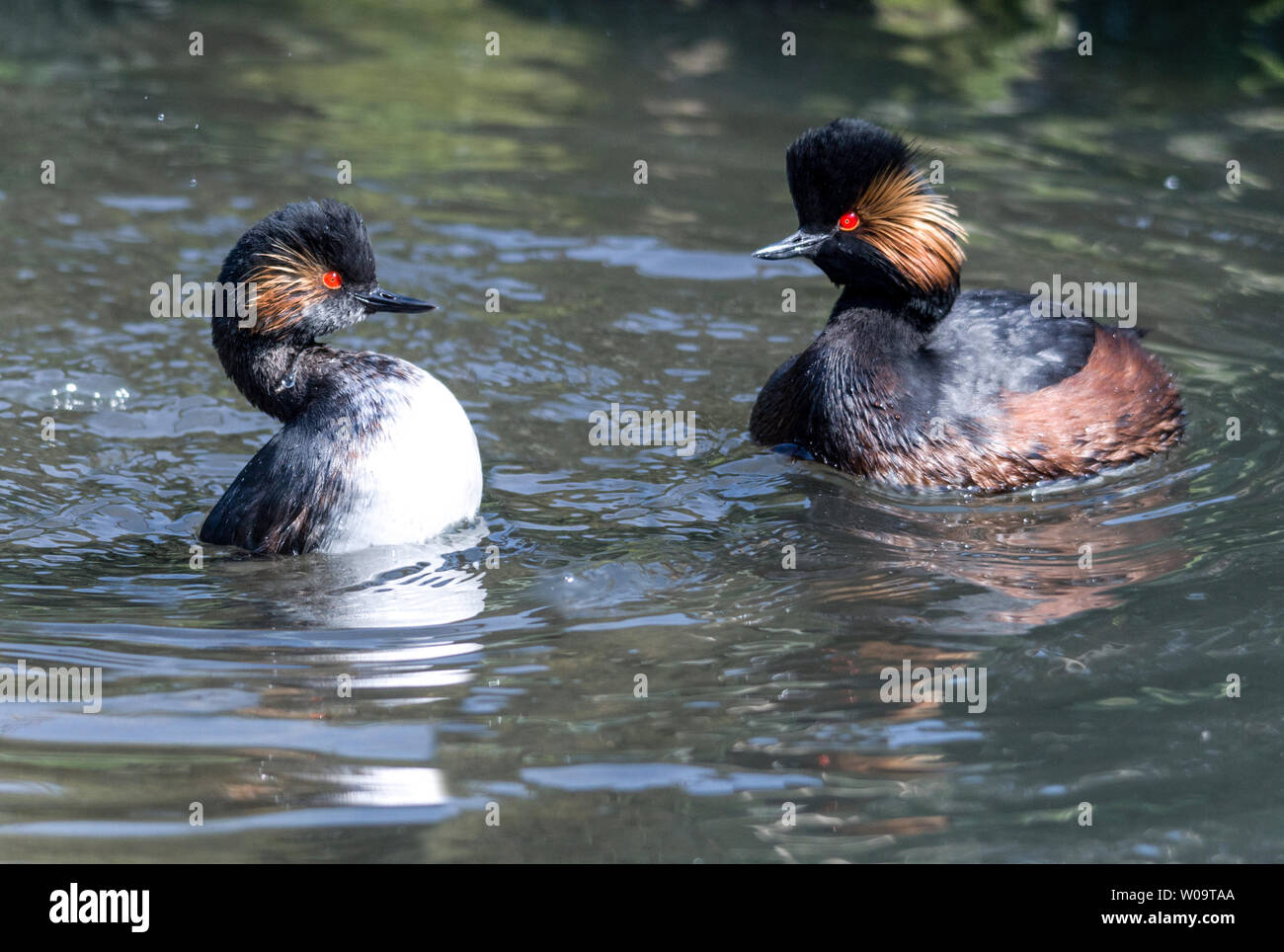 Nero-Svasso collo (Podiceps nigricollis).Coppia di adulti, in allevamento piumaggio, nel corteggiamento. Foto Stock
