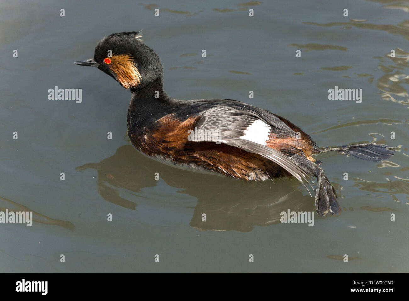 Nero-Svasso collo (Podiceps nigricollis).adulto in allevamento ala piumaggio di stretching. Foto Stock