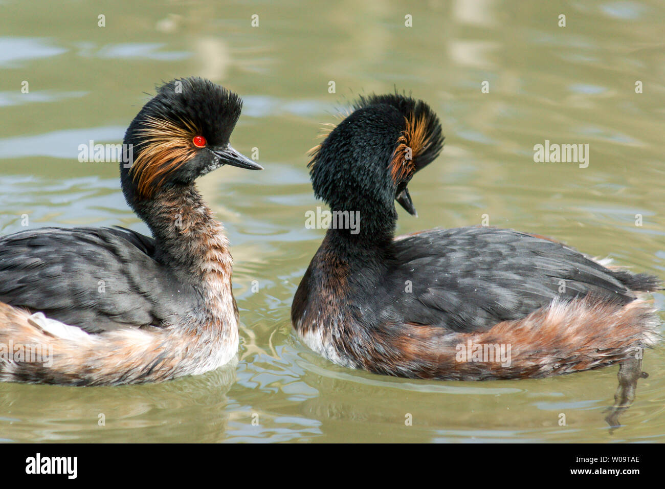 Nero-Svasso collo (Podiceps nigricollis).Coppia di adulti, in allevamento piumaggio, nel corteggiamento. Foto Stock
