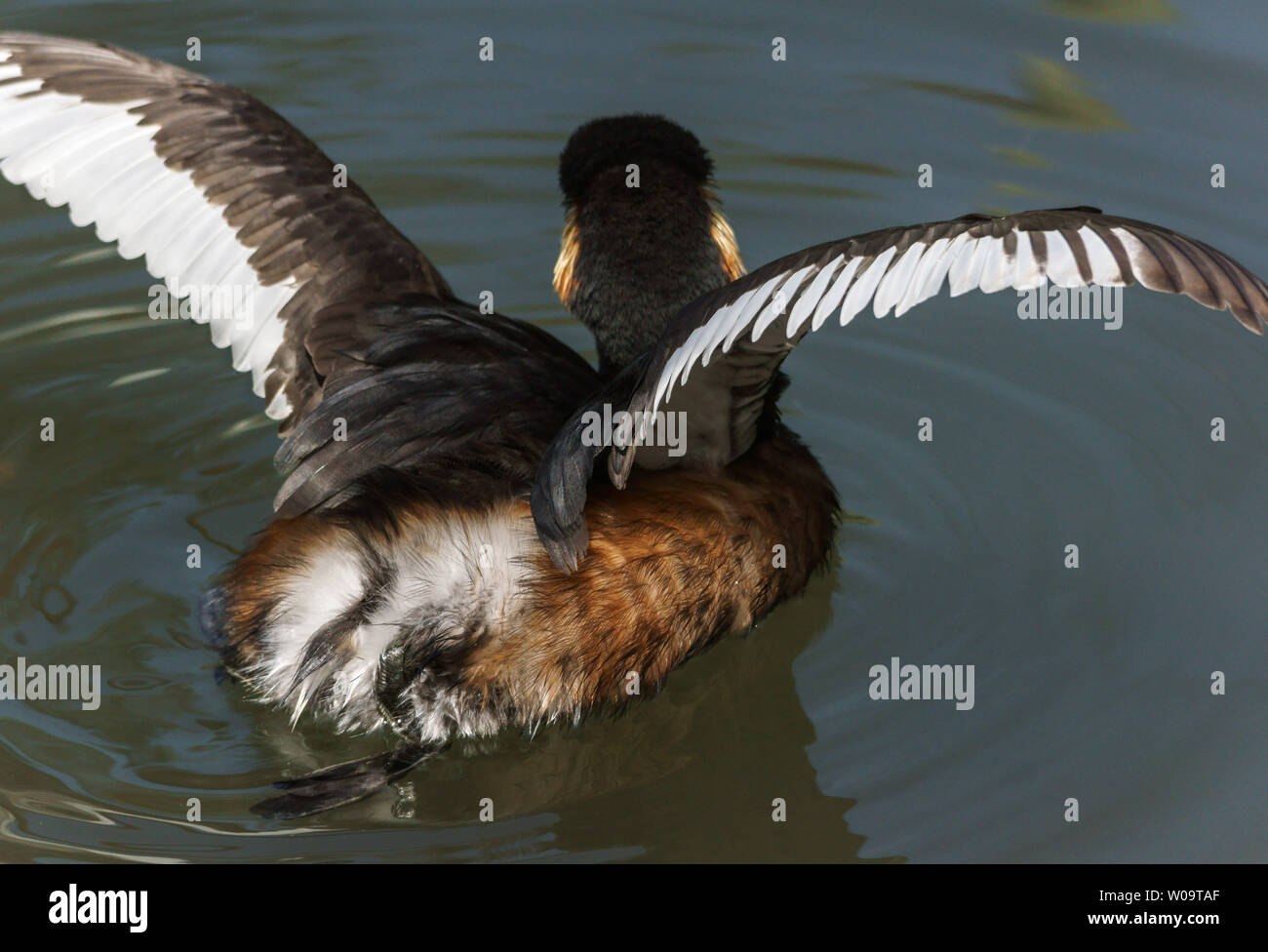 Nero-Svasso collo (Podiceps nigricollis).adulto in allevamento piumaggio sbattere le ali. Foto Stock