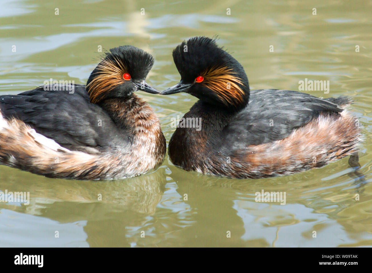 Nero-Svasso collo (Podiceps nigricollis).Coppia di adulti, in allevamento piumaggio, nel corteggiamento. Foto Stock
