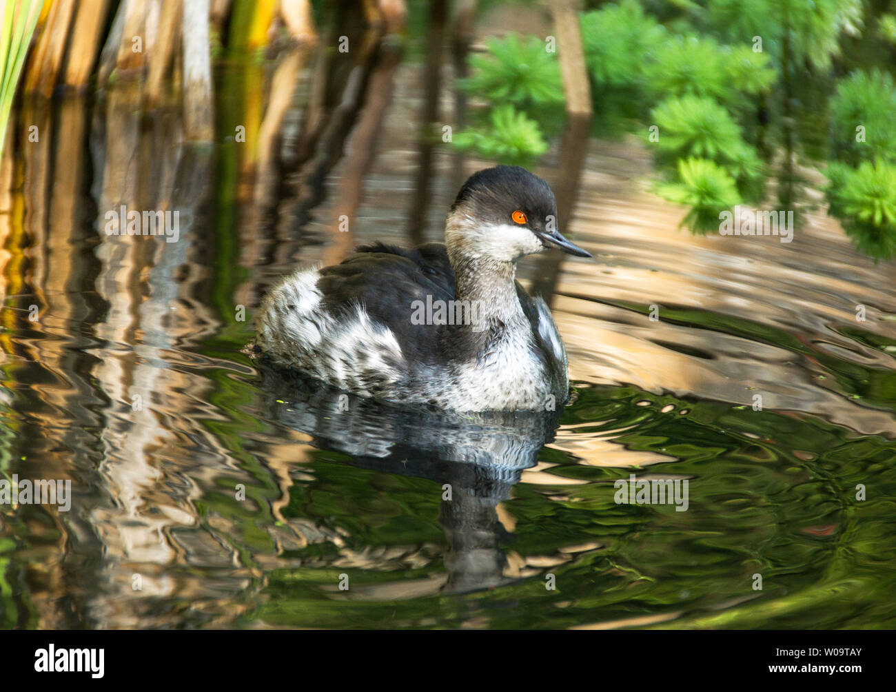 Nero-Svasso collo in piumaggio invernale Foto Stock