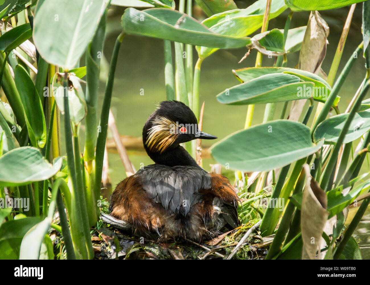 Nero-Svasso collo (Podiceps nigricollis) al nido. Foto Stock