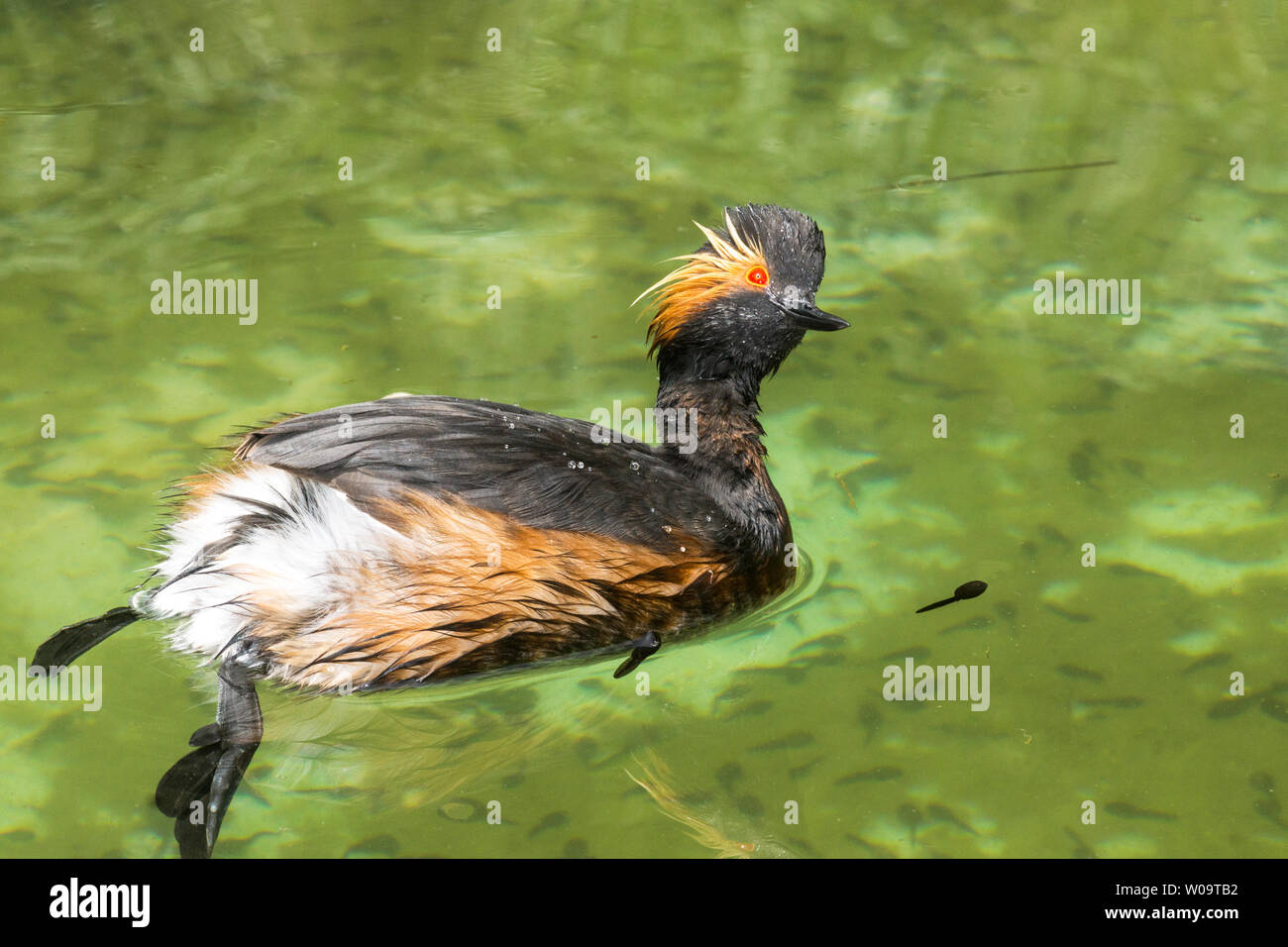 Nero-Svasso collo (Podiceps nigricollis).adulto mantenendo un occhio su un volteggiare Nibbio bruno (Milvus migrans). Foto Stock