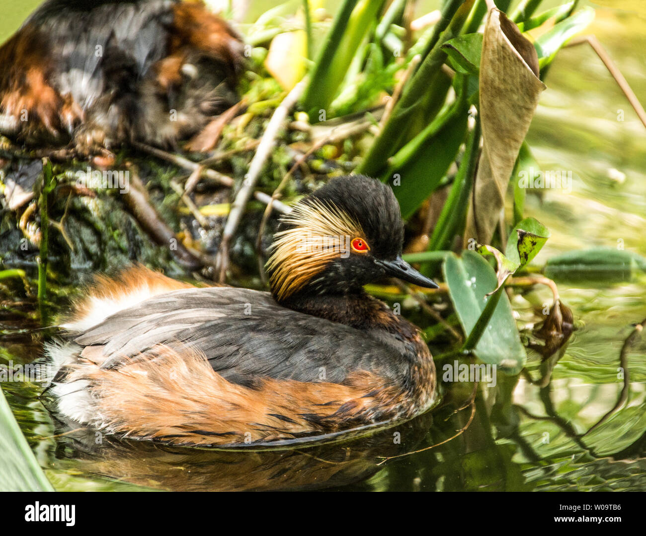 Nero-Svasso collo (Podiceps nigricollis) .adulto sul nido con il suo compagno in acqua a guardia del nido. Foto Stock