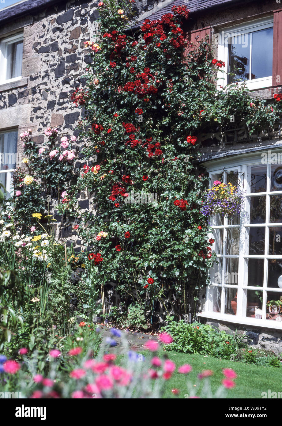 Northumberland. Craster villaggio di pescatori.Old Fisherman's Cottage.in Inghilterra. Foto Stock Northumberland. Craster villaggio di pescatori.Old Fisherman's Cottage.in Inghilterra. Foto Stock