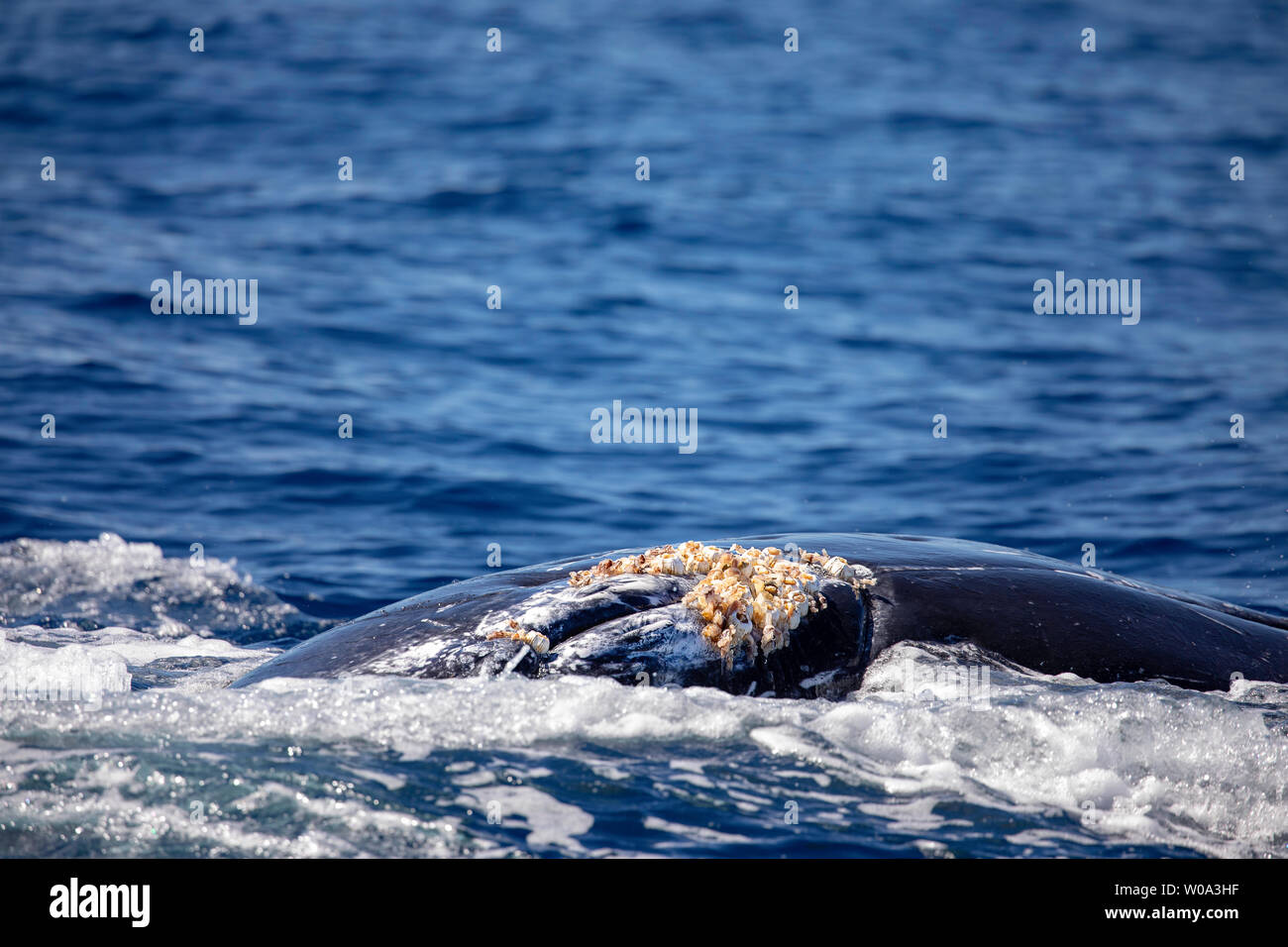 Acorn barnacles, Coronula diaderma e collo d'oca cirripedi, Conchorderma auritum, attaccata vicino alla zona genitale di questo maschio Humpback Whale, Megapt Foto Stock