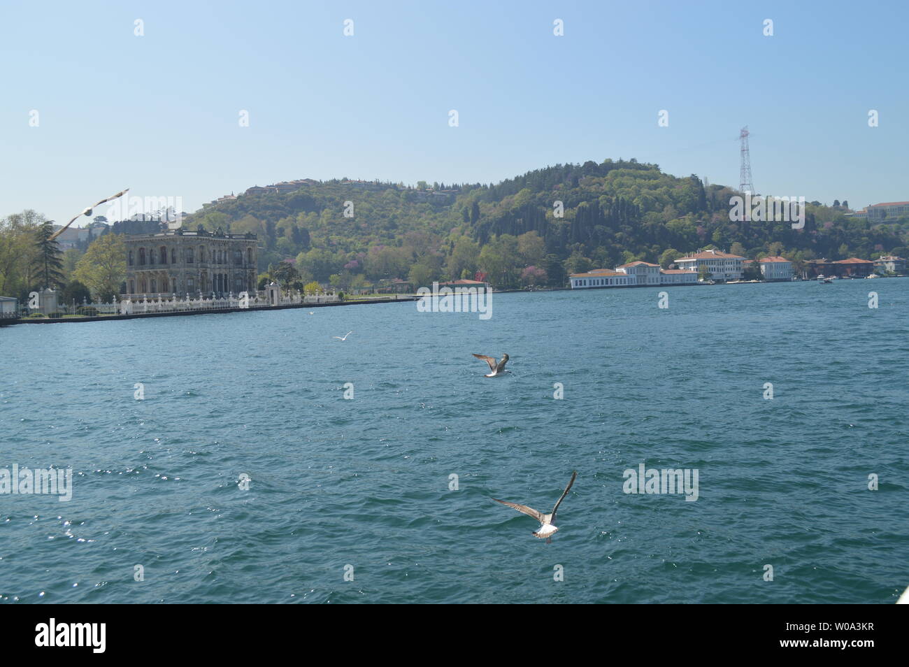 La felicità è la visione di seagull in gita sul Bosforo a Istanbul, Turchia Foto Stock