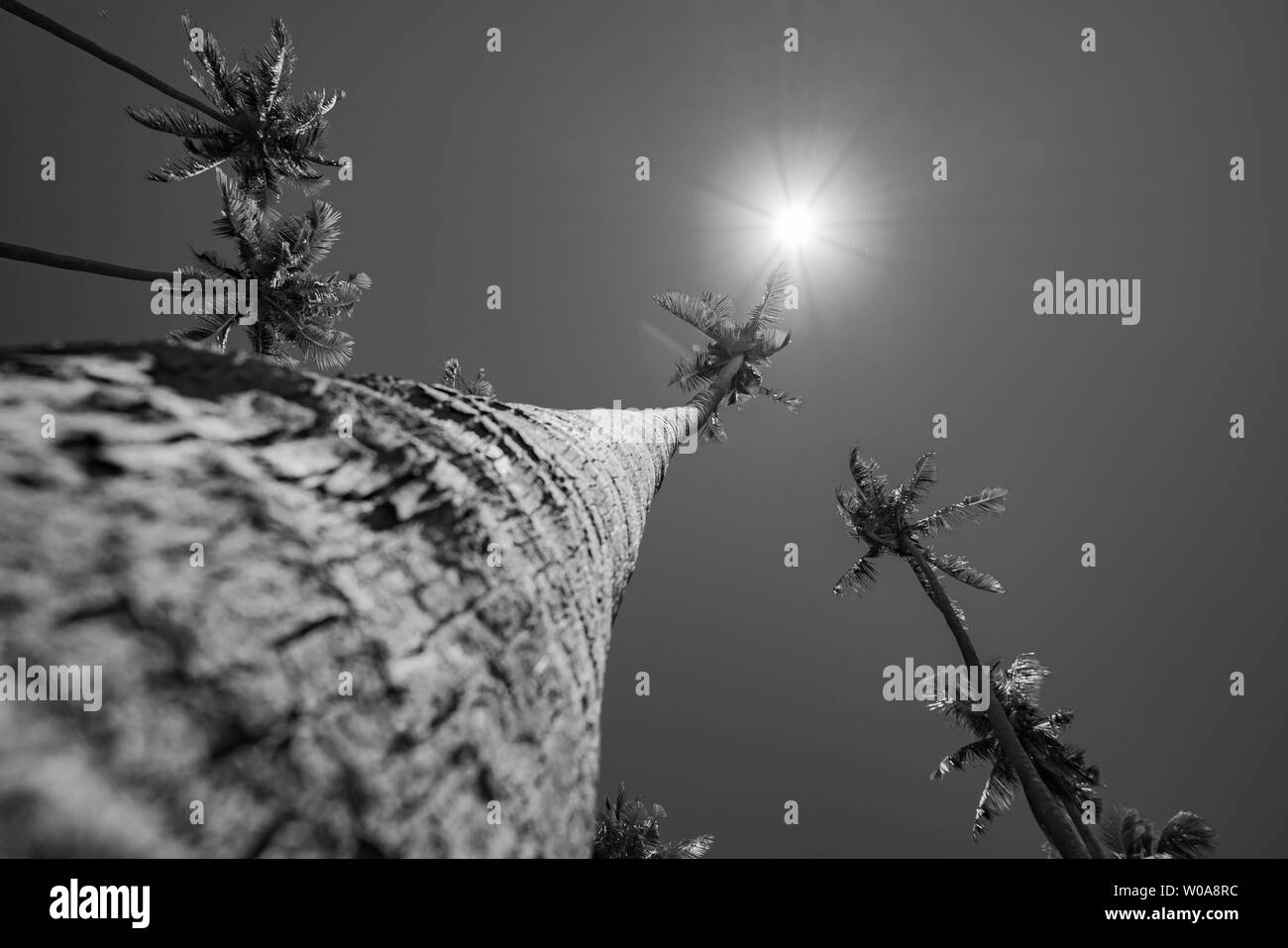 In bianco e nero a basso punto di vista composizione verticale cercando carrello tropicale di palme da cocco contro il cielo blu e lens flare. Foto Stock