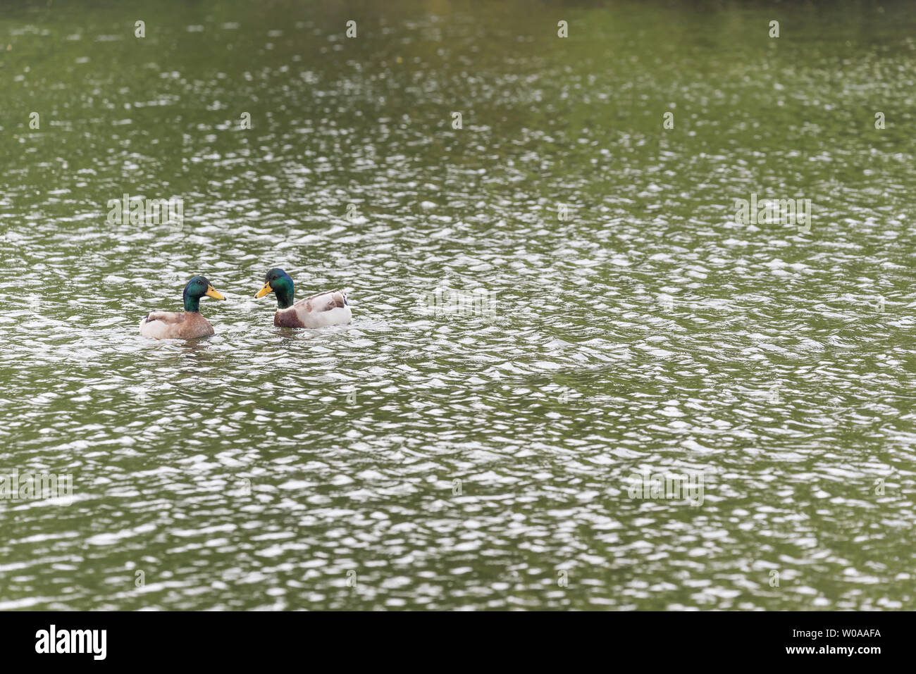 Anatra in lago Foto Stock