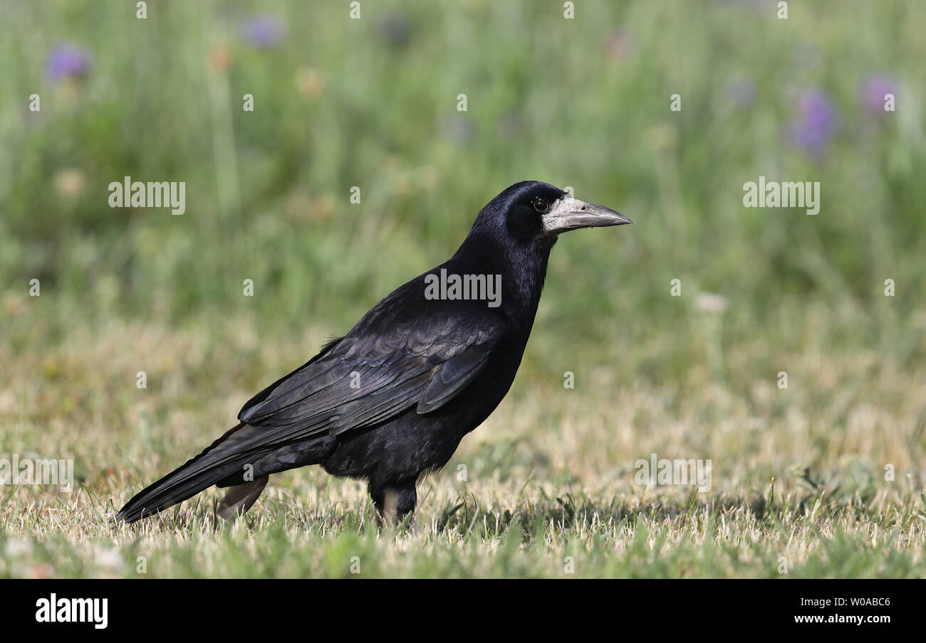 Rook (Corvus frugilegus) in erba alla luce del sole con piume lucide e contatto con gli occhi Foto Stock
