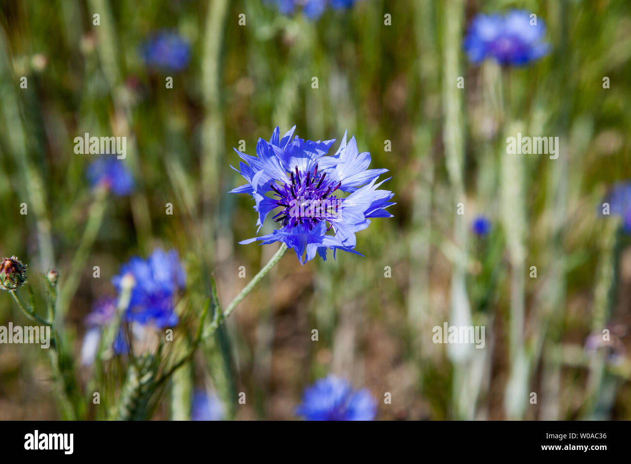 CENTAURED CYANUS fiordaliso cresciuto come infestante in cornfield è anche fiore nazionale dell'Estonia Foto Stock