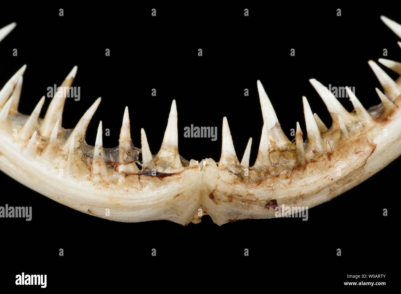 Una fotografia che mostra i denti della ganascia inferiore di una coda di rospo o pescatrice, Lophius piscatorius. Vi è una certa confusione sull uso del nome mo Foto Stock