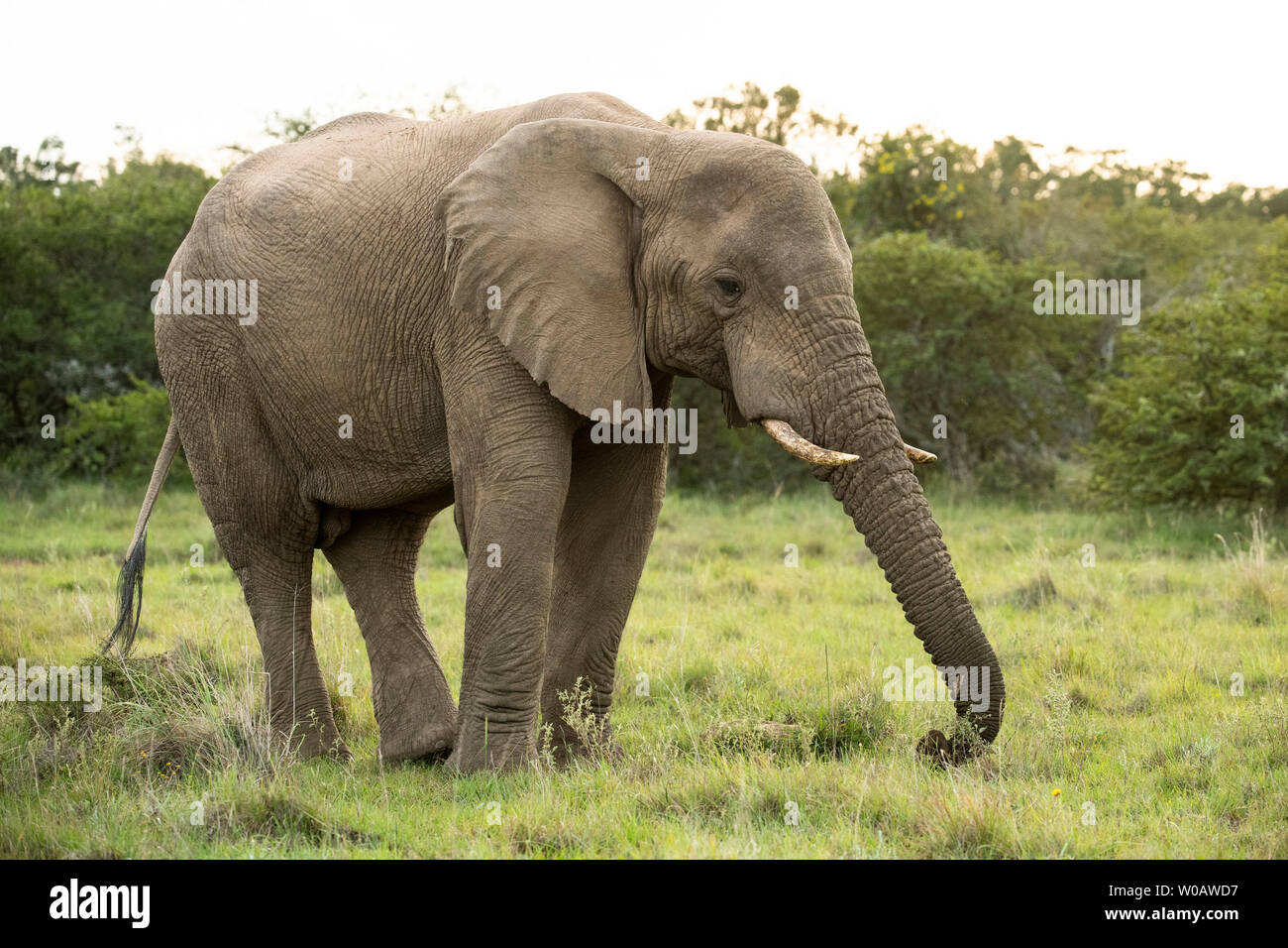 Elefante africano Loxodonta africana africana, Amakhala Game Reserve, Sud Africa Foto Stock