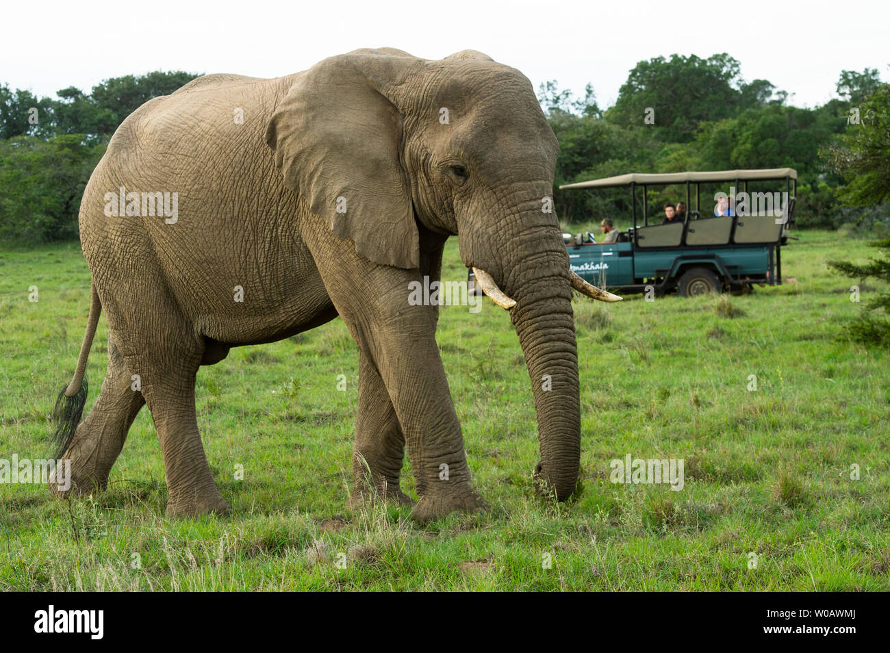 Gioco guidare il veicolo con elefante africano Loxodonta africana africana, Amakhala Game Reserve, Sud Africa Foto Stock