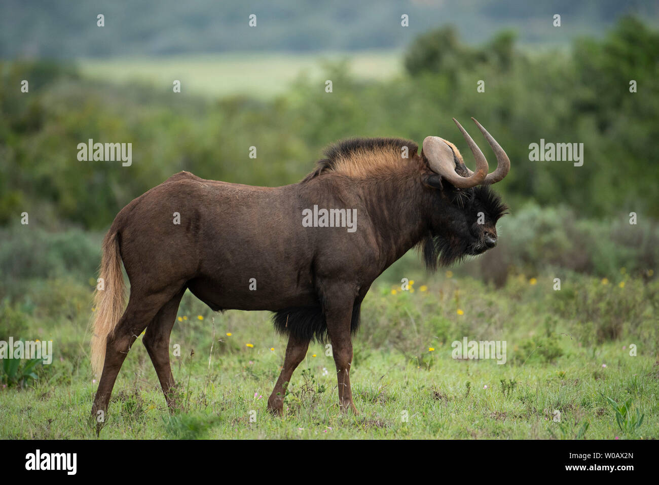 Nero GNU, Connochaetes gnou, Amakhala Game Reserve, Sud Africa Foto Stock