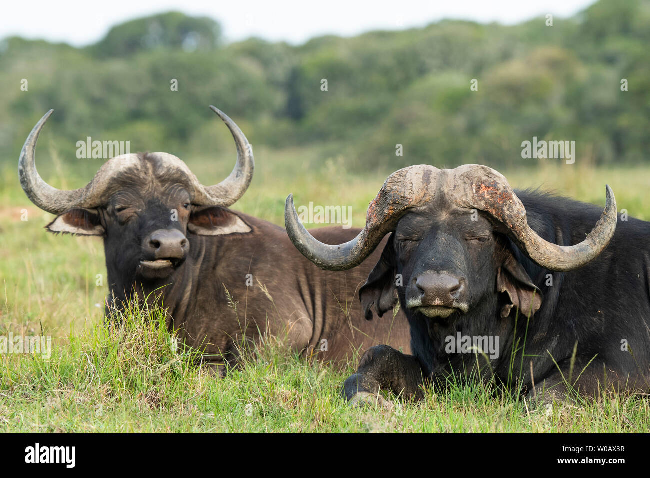 Bufali tori, Syncerus caffer, Amakhala Game Reserve, Sud Africa Foto Stock