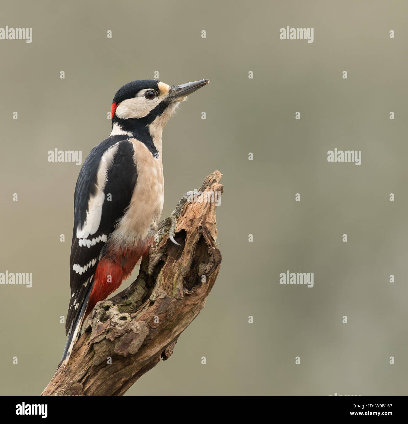 Un maschio di Picchio rosso maggiore (Dendrocopos major) arroccato su di un registro Foto Stock