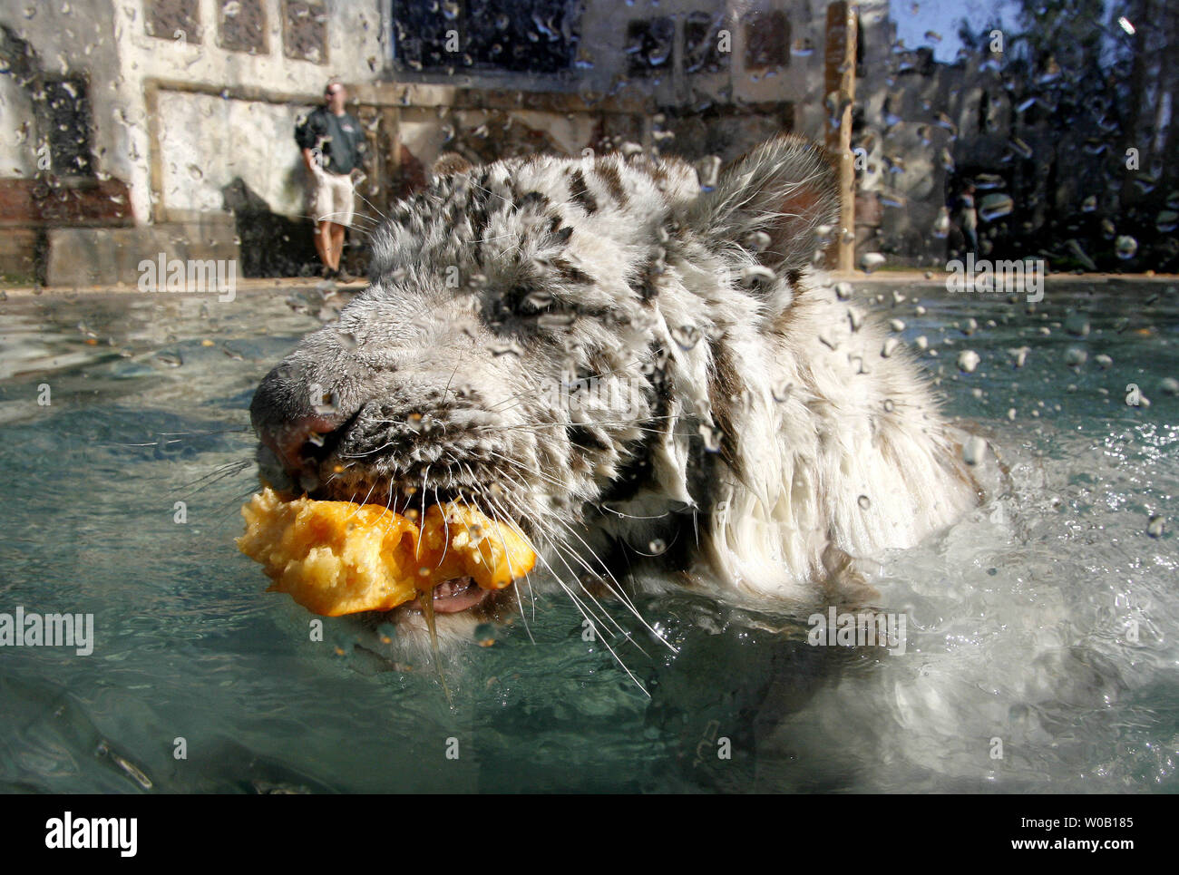 Nalin, 14-mese-vecchio tigre del Bengala cub, gioca con zucche in festa di Halloween a Odin del Tempio della tigre presentano al Six Flags Discovery Kingdom in Vallejo, la California il 28 ottobre 2009. UPI/Ken James Foto Stock