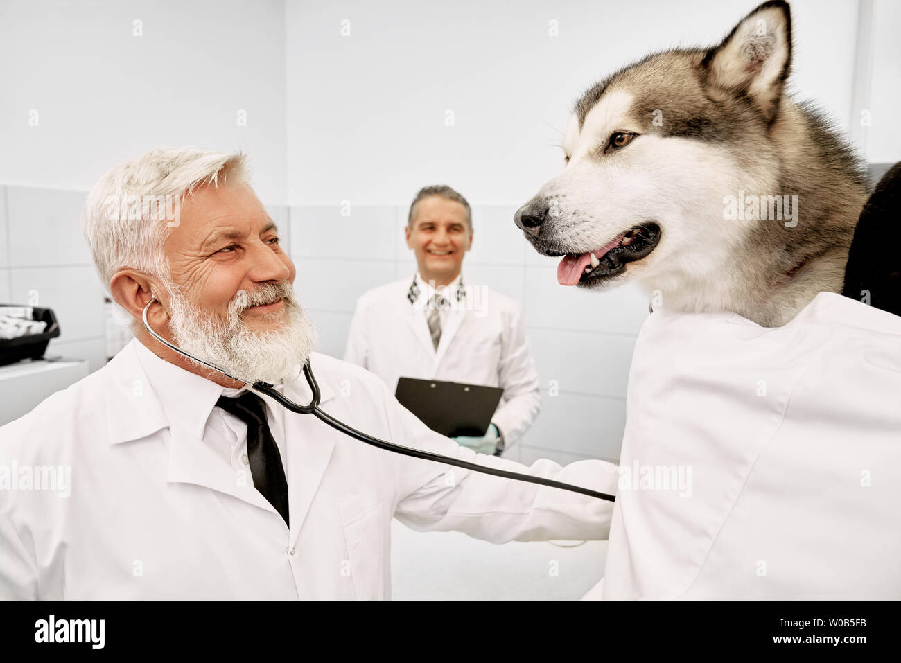 Vet specialista di diagnosticare e di esaminare le grandi bello cane, utilizzando uno stetoscopio. Medico e assistente alla ricerca al PET, sorridente, indossa in medical bianco uniforme. Medico tenendo la cartella in clinica. Foto Stock