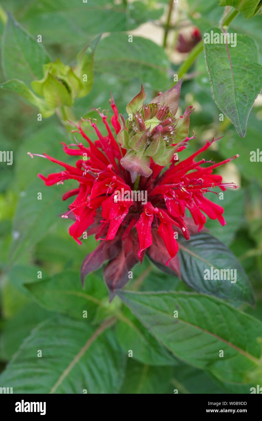 Splendido sbocciato Monarda didyma - Scarlet beebalm - con belle foglie in una giornata di sole - immagine 3 di 4 Foto Stock