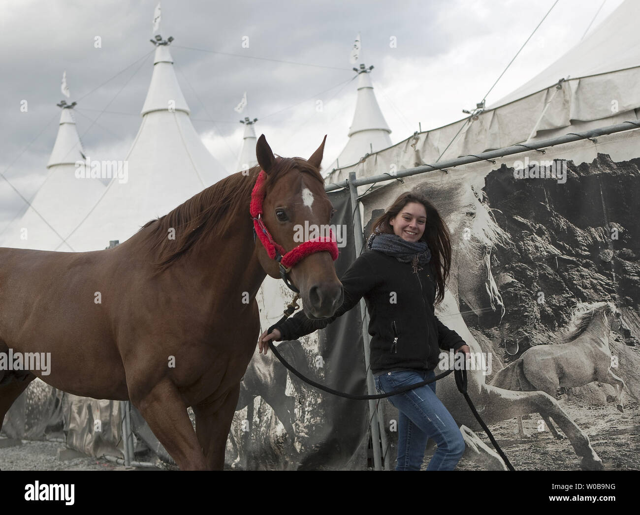 Un lavoratore scarica uno dei 49 cavalli il protagonista di Cavalia che arrivano a cavallo dei semirimorchi per il Villaggio Olimpico di Vancouver, British Columbia, 17 marzo 2011. Cavalia la creazione di Normand Latourelle, co-fondatore del Cirque du Soleil rende la sua Vancouver premiere su Marzo 22nd. UPI Foto /Heinz Ruckemann Foto Stock