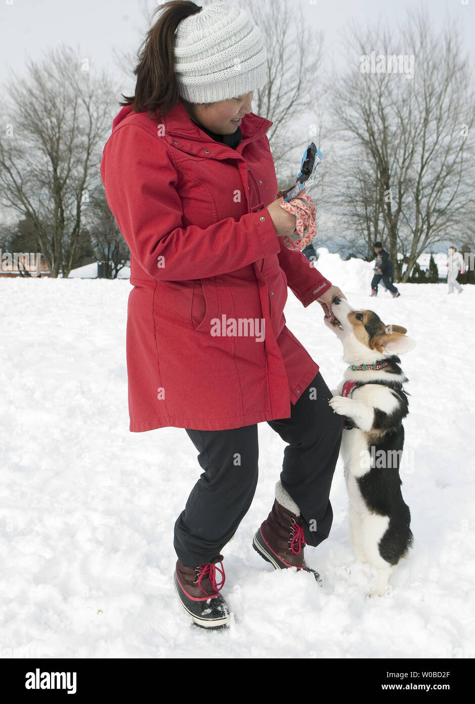 Daisy un corgi riceve un trattamento dal suo proprietario dopo la riproduzione in coperta di neve Kensington Park in Vancouver, British Columbia, sabato 24 febbraio, 2018. Vancouver ha ricevuto approssimativamente un piede di neve a partire da venerdì mattina e termina fin da sabato mattina. Foto di Heinz Ruckemann/UPI Foto Stock