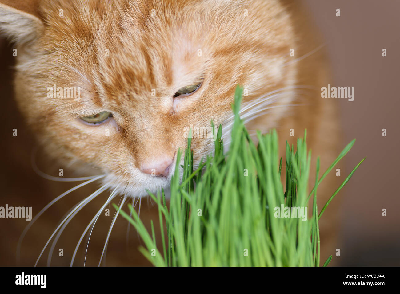 Rosso gatto mangia germinati avena. Messa a fuoco selettiva. Foto Stock