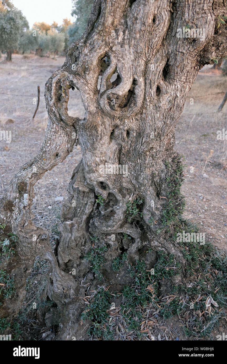 Alberi di ulivo vivere a lungo e di attirare attenzione con differenti strutture corpo Foto Stock