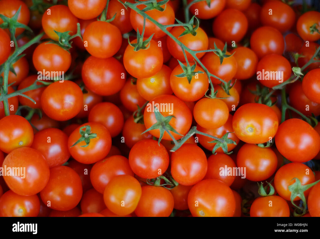 Baby i pomodori sulla vite Foto Stock