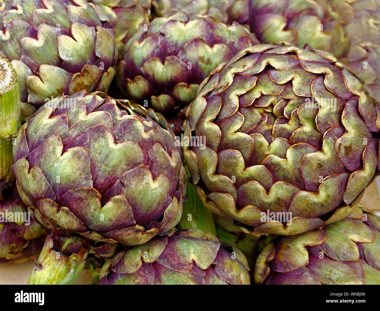 Carciofi Foto Stock