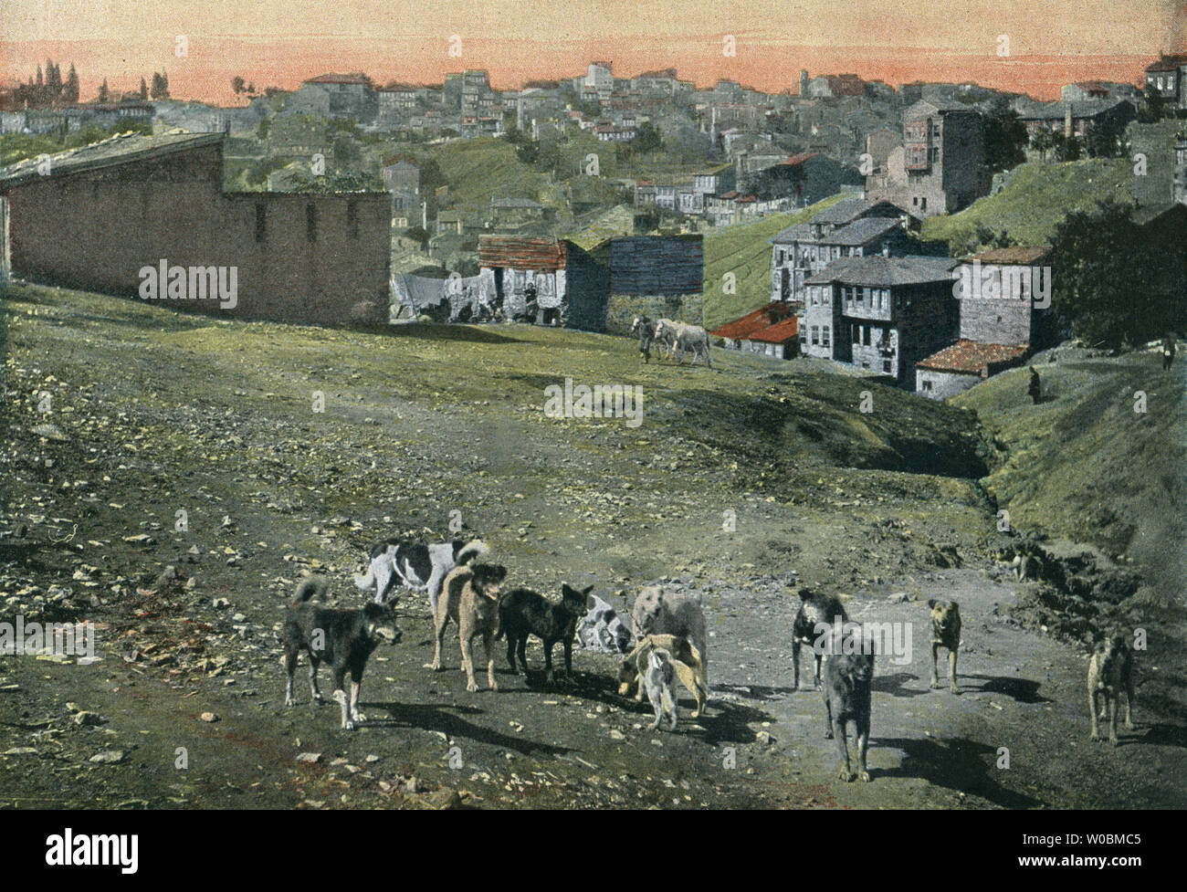 Cani,1900,Costantinopoli Foto Stock