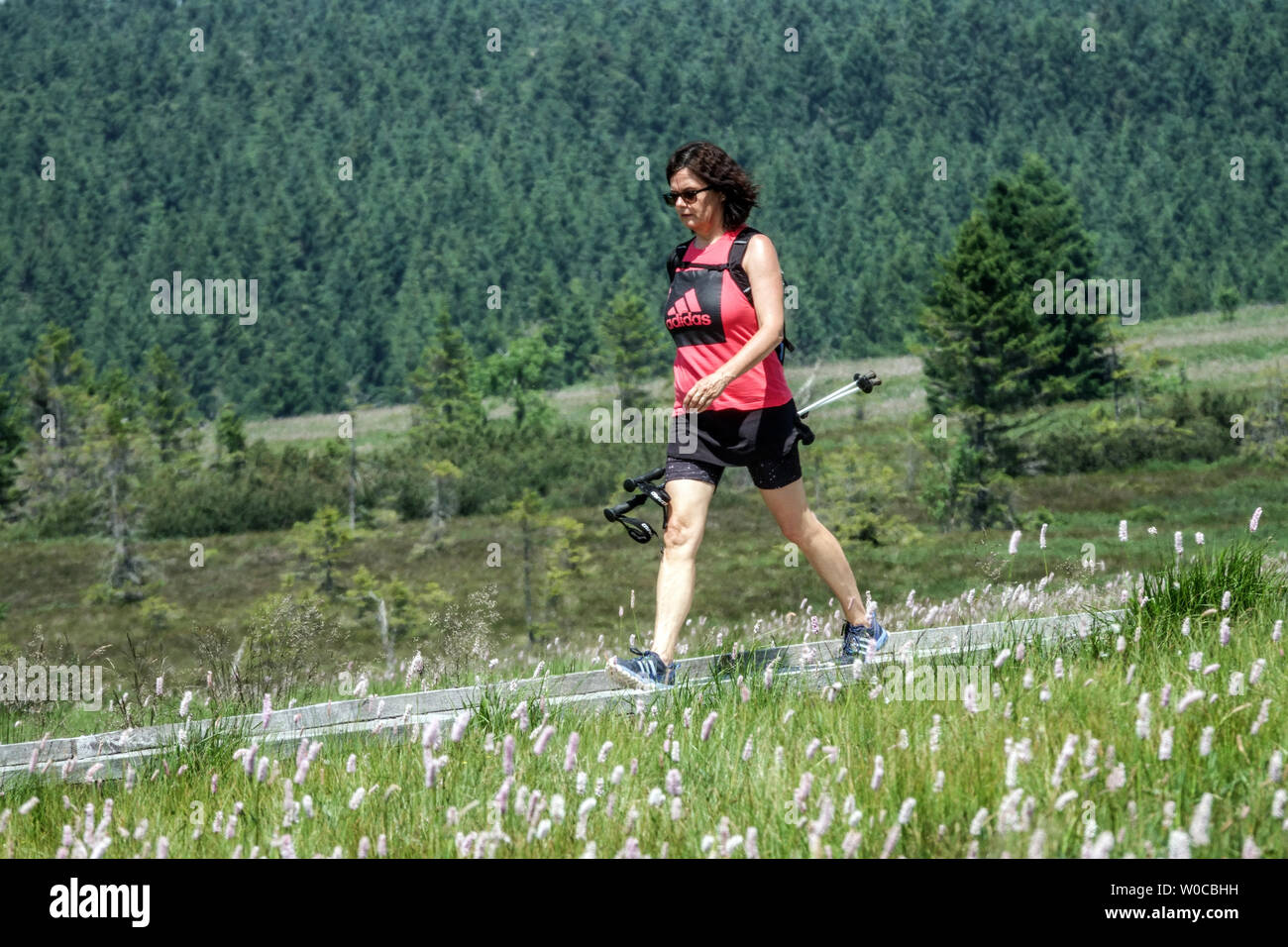 Donna nordic walking da sola ore Mountains Repubblica Ceca donna 40s escursionismo da sola Foto Stock