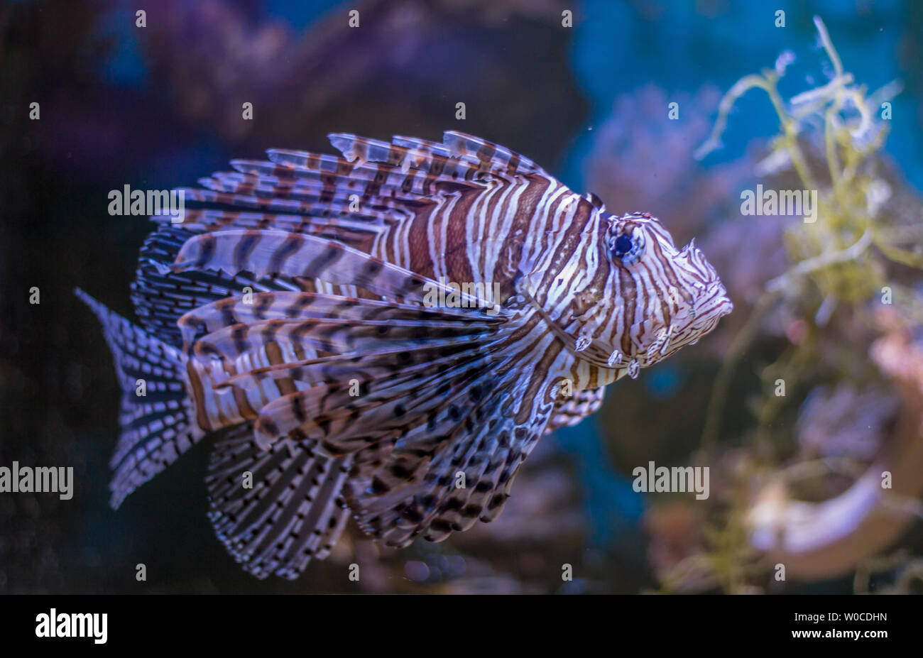 Bellissimo pesce leone in mare profondo aquatic water aquarium con barriera corallina Foto Stock