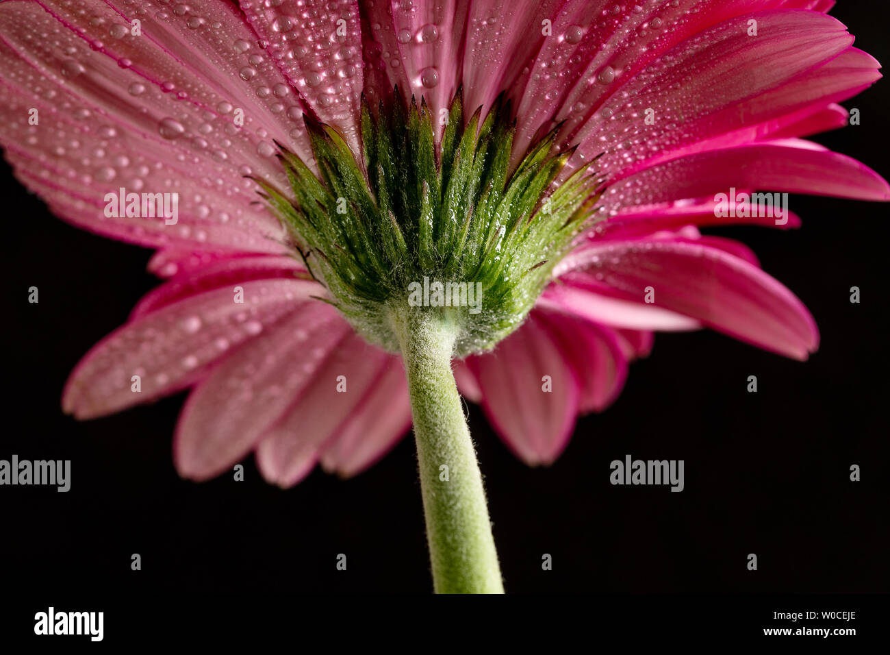 Pink gerbera con gocce d'acqua. Dettaglio, vista dal basso. Sfondo nero. Foto Stock