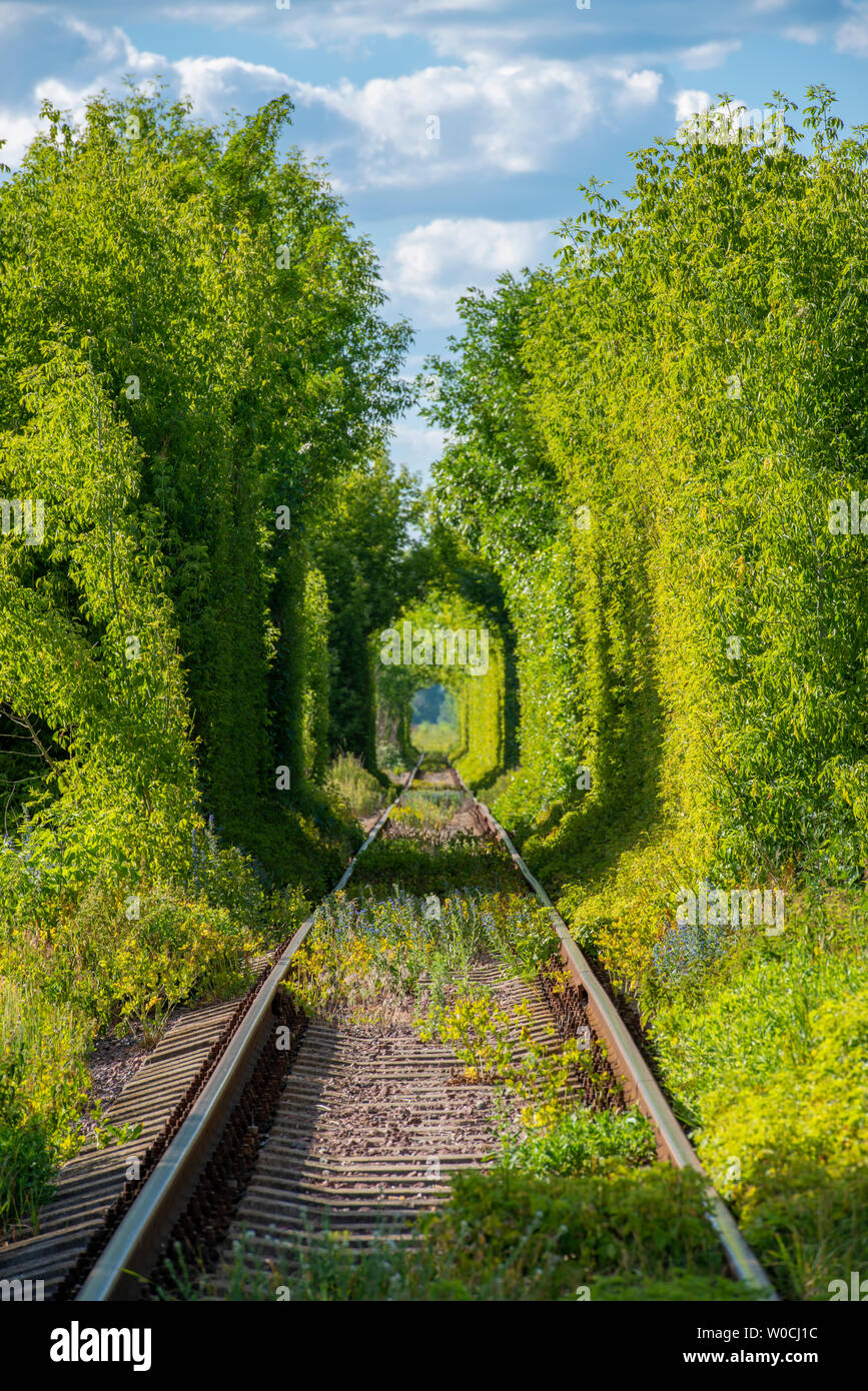 Soleggiato tunnel ferroviario attraverso gli alberi. Celebre Tunnel di amore in Ucraina Foto Stock