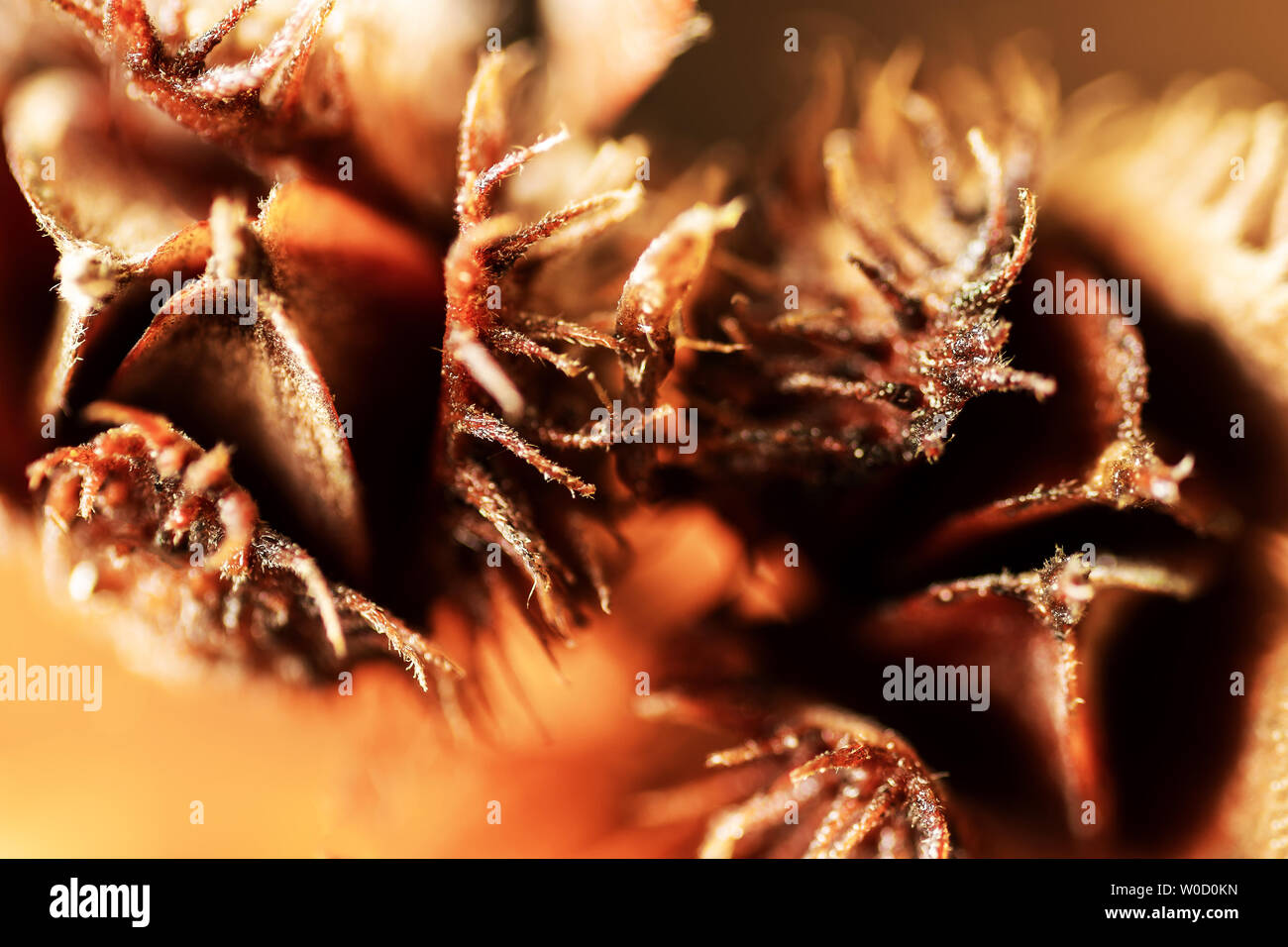 Beechnuts. Abstract vista macro. Foto Stock