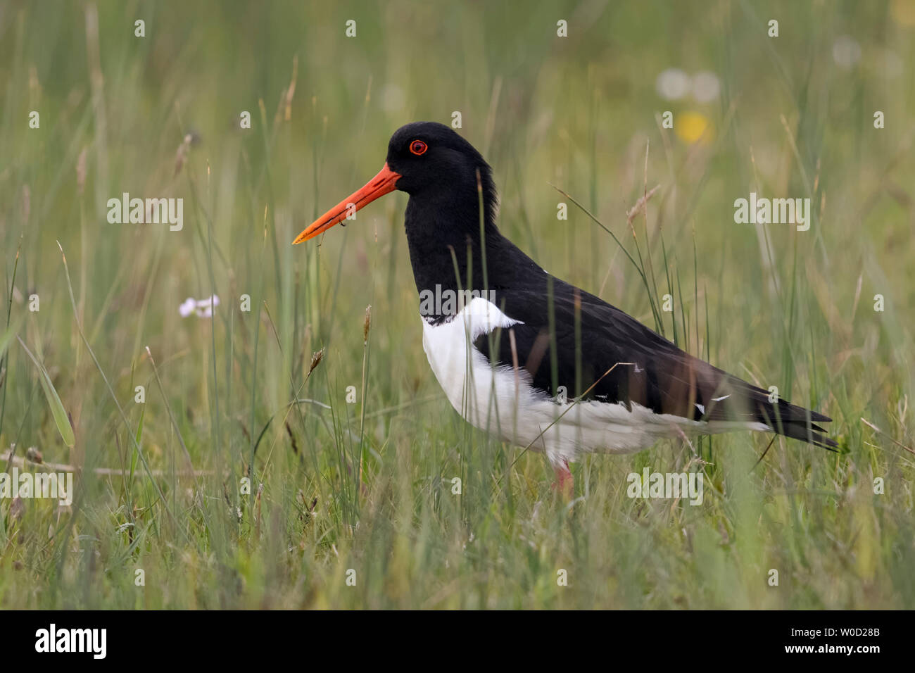 ( Oystercatcher Haematopus ostralegus ) nel suo habitat tipico, nel tipico circostante di una bagnata, ampio prato, fauna selvatica, l'Europa. Foto Stock