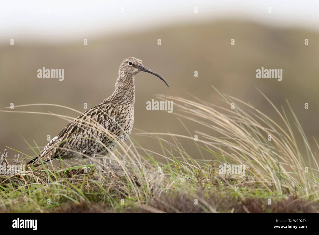 Eurasian Curlew / Grosser Brachvogel ( Numenius arquata ) nelle dune, nel tipico ambiente circostante, la fauna selvatica, l'Europa. Foto Stock