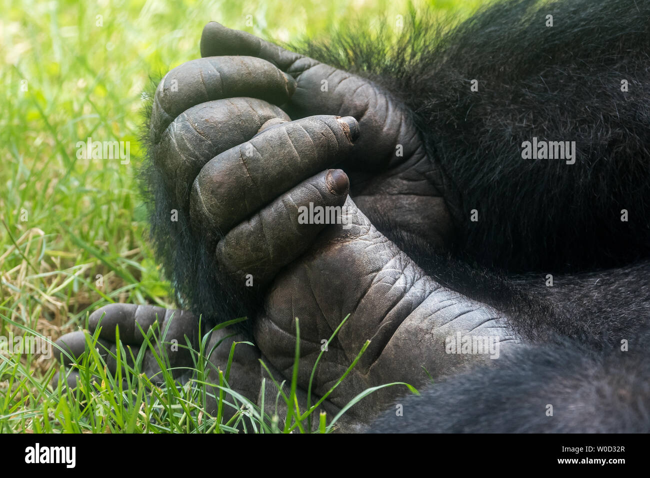 Mano e piede di un western pianura gorilla Foto Stock
