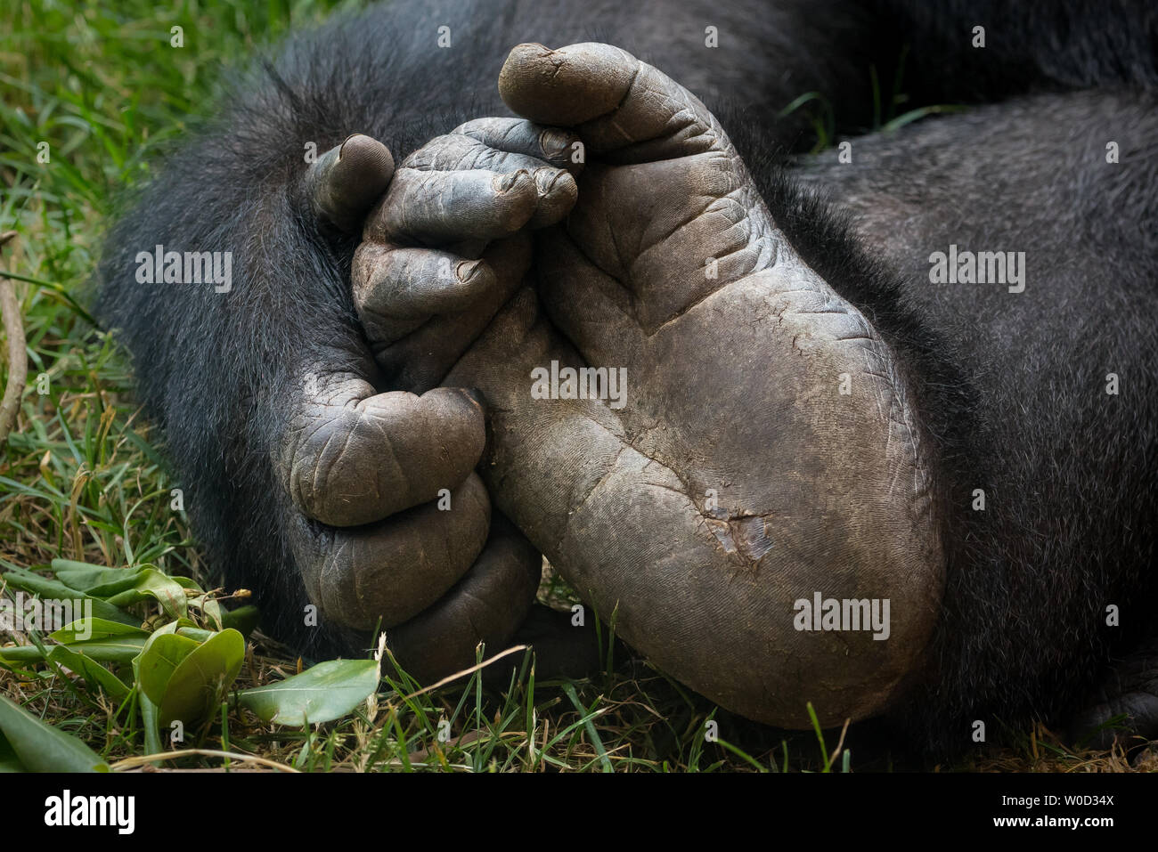 Mano e piede di un western pianura gorilla Foto Stock