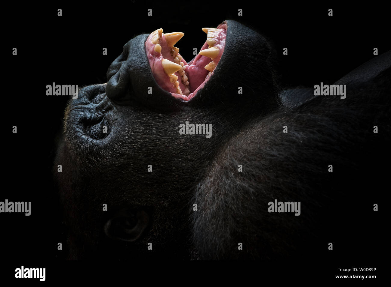 Western pianura gorilla sbadigli Foto Stock