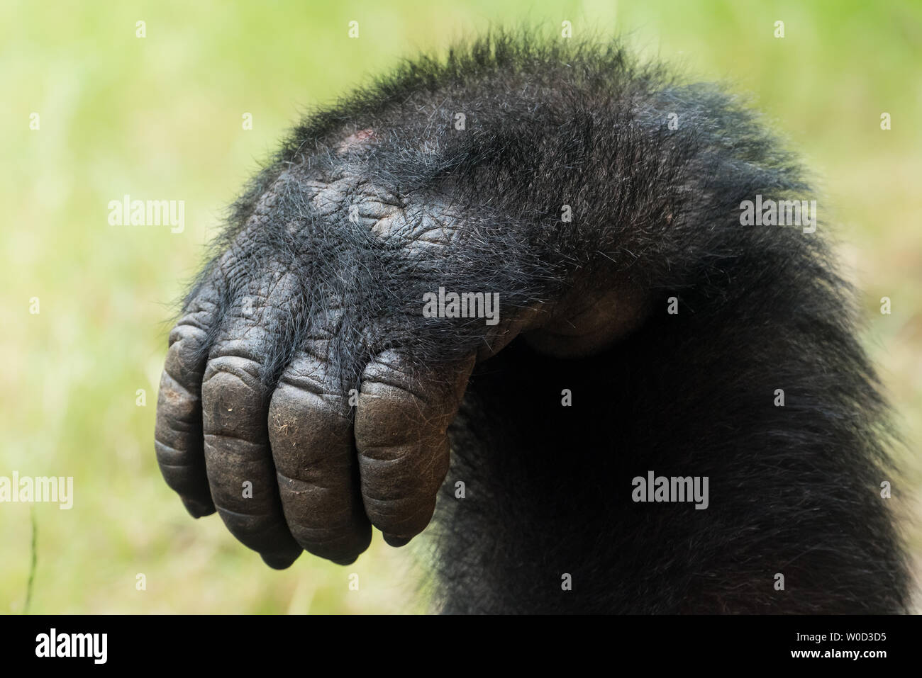 Mano di un western pianura gorilla Foto Stock
