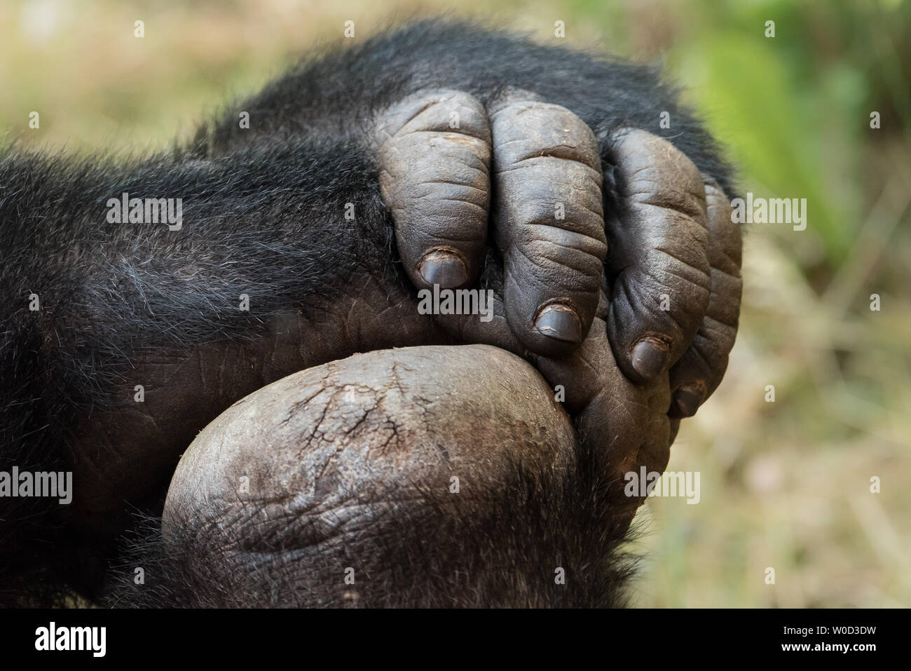 Mano e piede di un western pianura gorilla Foto Stock
