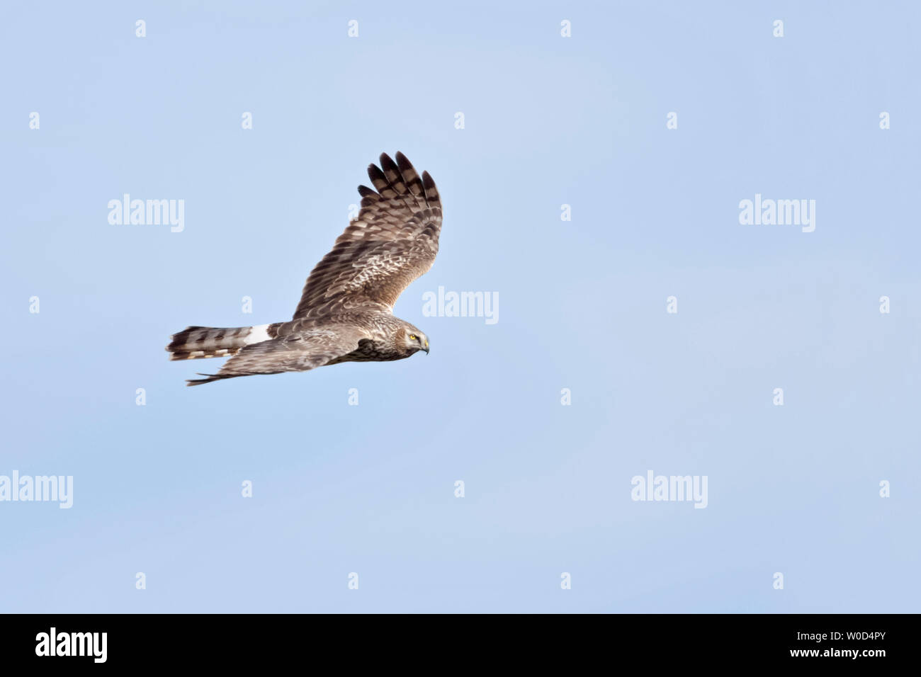 Albanella reale / Kornweihe ( Circus cyaneus ), femmina adulta in volo, vista laterale dettagliata, cielo blu, la fauna selvatica, l'Europa. Foto Stock