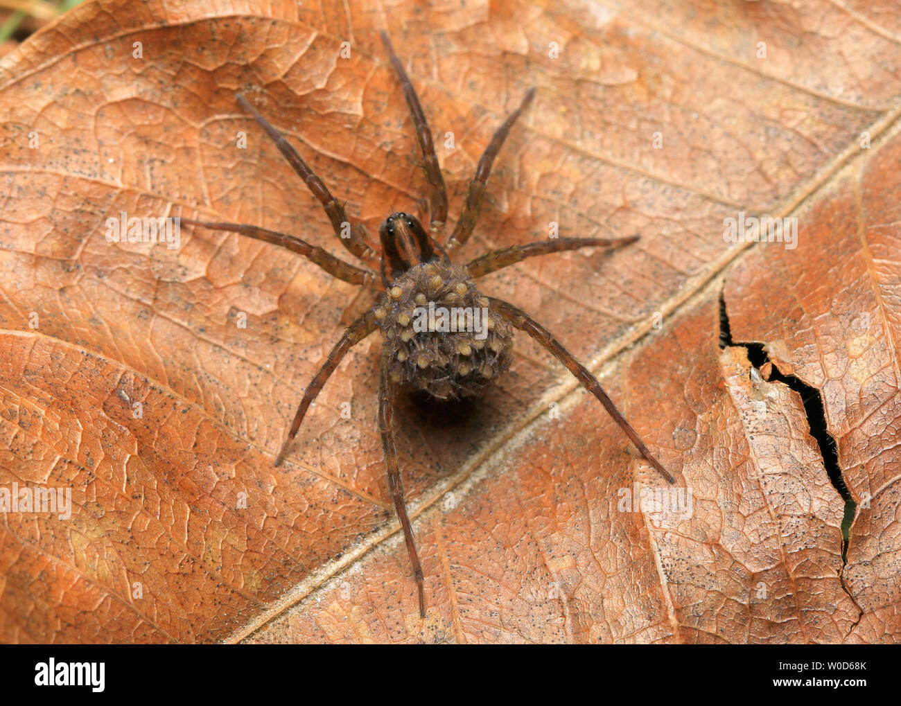 Wolf Spider e spiderlings (Famiglia Lycosidae) Foto Stock